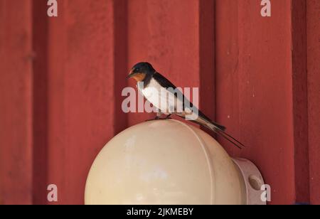 Inghiottire (Hirundo rustica), facendo uso di una luce esterna su un edificio come un persico Foto Stock