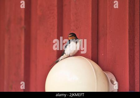 Inghiottire (Hirundo rustica), facendo uso di una luce esterna su un edificio come un persico Foto Stock