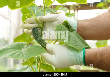 Il giardiniere tiene nelle sue mani un cetriolo che cresce in una serra. Concetto di agricoltura Foto Stock