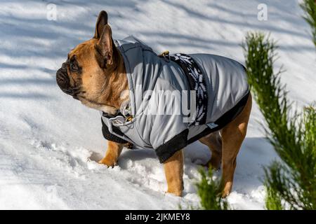 Un primo piano di un Bulldog francese marrone con un cappotto invernale grigio in piedi su una neve Foto Stock