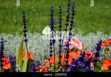 Un macro scatto di una farfalla su fiori di lavanda in un giardino Foto Stock