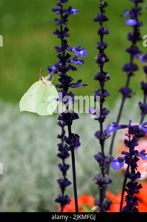 Un macro scatto di una farfalla su fiori di lavanda in un giardino Foto Stock