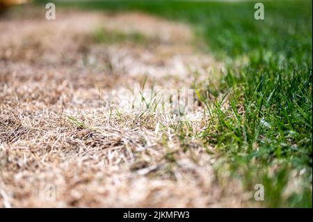 Distinzione visibile tra prato sano e erba bruciata chimica. Foto Stock