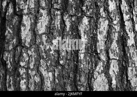 Albero corteccia superficie texture. Sfondo di corteccia di albero bianco e nero, primo piano. Rilievo texture di albero pelle per la pubblicazione, screensaver, carta da parati Foto Stock