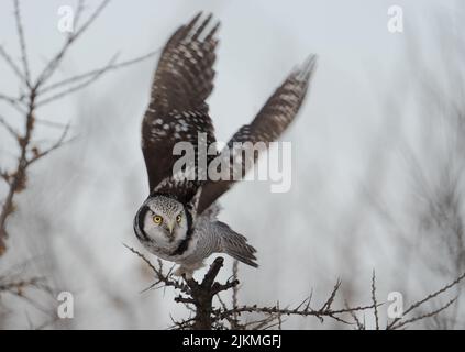 Un primo piano di un gufo di falco con ali che scopano su un albero senza foglie di luce naturale con uno sfondo bianco sfocato Foto Stock