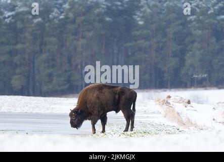 Una bella foto di un bisonte europeo che si erge sulla neve bevendo da un lago innevato nella foresta durante il giorno Foto Stock