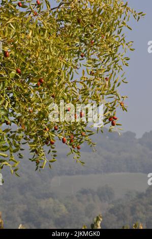 Uno scatto verticale di jujuba (Ziziphus jujuba) Foto Stock