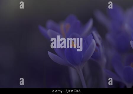 Un poco profondo fuoco di fiori di Crocus precoce alla luce del giorno in un giardino con sfondo sfocato Foto Stock