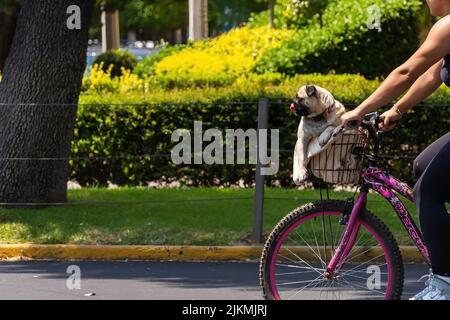 un cane pug seduto nel cesto di una bicicletta con la lingua fuori, Foto Stock