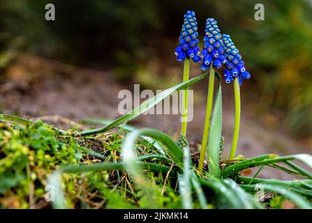 Un concentrato selettivo di giacinti d'uva in fiore Foto Stock