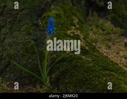 Un focus selettivo di un giacinto d'uva in fiore Foto Stock