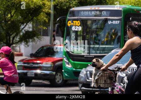 un cane pug seduto nel cesto di una bicicletta con la lingua fuori, Foto Stock