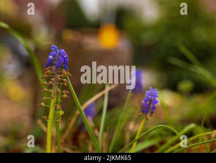 Un concentrato selettivo di giacinti d'uva Foto Stock