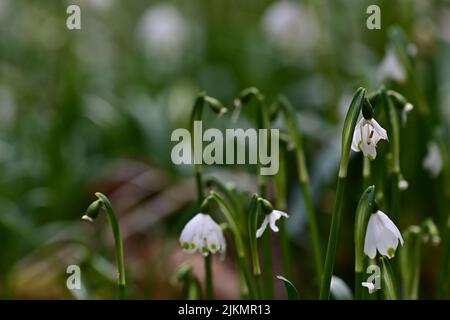 Un primo piano di piante di fiocco di neve primaverile con piccoli fiori bianchi Foto Stock