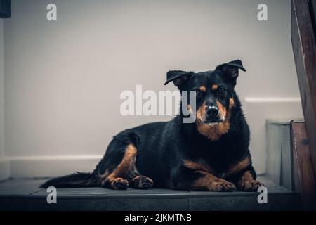 Un carino cane nero e marrone sdraiato sulla scala Foto Stock