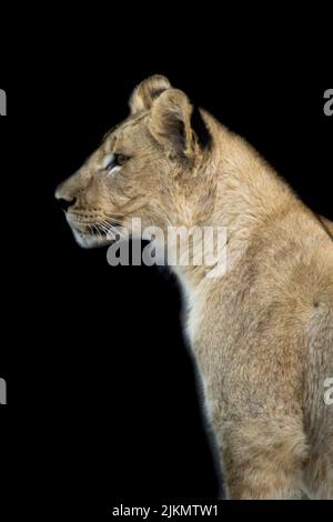 Uno scatto verticale di una giovane leone femminile isolato su uno sfondo scuro Foto Stock