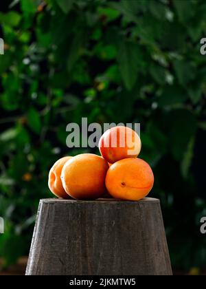 Un colpo verticale di albicocche mature su un ceppo di legno con foglie verdi sullo sfondo Foto Stock