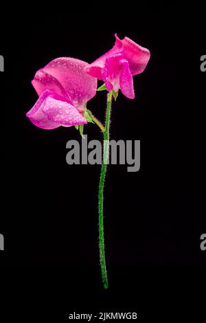 Macro shot verticale di pianta di piselli dolci con petali rosa, su sfondo nero Foto Stock