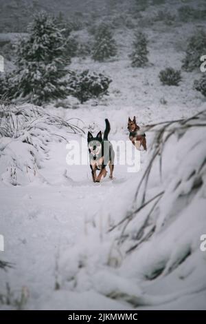 Un bellissimo scatto di un kelpie australiano e di un cane pastore tedesco che corrono su un terreno di neve bianca Foto Stock