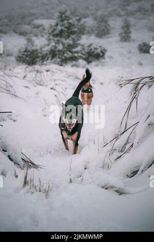 Un bellissimo scatto di un kelpie australiano e di un cane pastore tedesco che corrono su un terreno di neve bianca Foto Stock