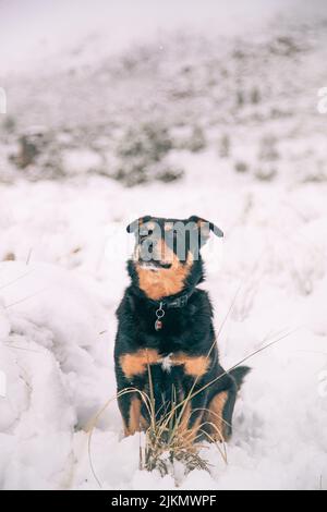 Un bellissimo scatto di un cane Rottweiler seduto su un terreno innevato a Matroosberg, in Sudafrica Foto Stock