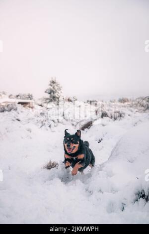 Un bellissimo scatto di un kelpie australiano e di un cane pastore tedesco che corrono su un terreno di neve bianca Foto Stock