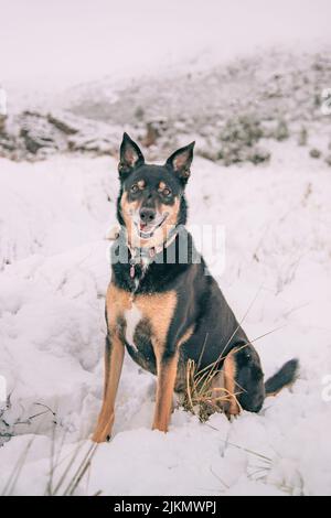 Un bellissimo scatto di un cane Kelpie australiano seduto su un terreno innevato bianco in una giornata invernale Foto Stock