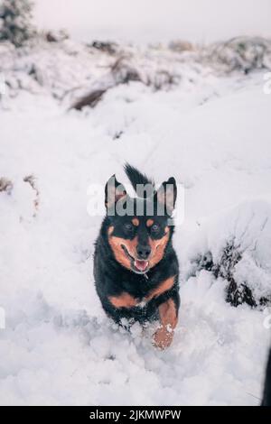 Un bellissimo scatto di un kelpie australiano e di un cane pastore tedesco che corrono su un terreno di neve bianca Foto Stock