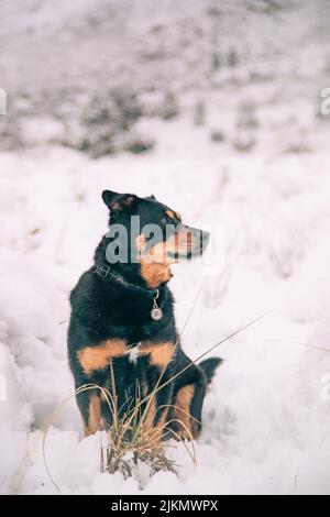 Un bellissimo scatto di un cane Rottweiler seduto su un terreno innevato a Matroosberg, in Sudafrica Foto Stock