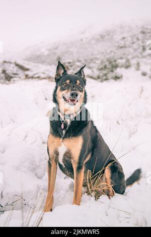 Un bellissimo scatto di un cane Kelpie australiano seduto su un terreno innevato bianco in una giornata invernale Foto Stock