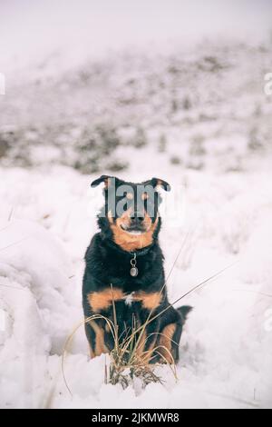 Un bellissimo scatto di un cane Rottweiler seduto su un terreno innevato a Matroosberg, in Sudafrica Foto Stock