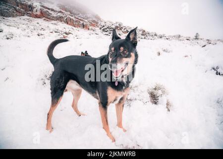 Un bellissimo scatto di un cane Kelpie australiano che cammina su un terreno innevato a Matroosberg, Sud Africa Foto Stock