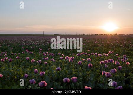 Tramonto sul campo, fiori di semi di papavero. Foto Stock