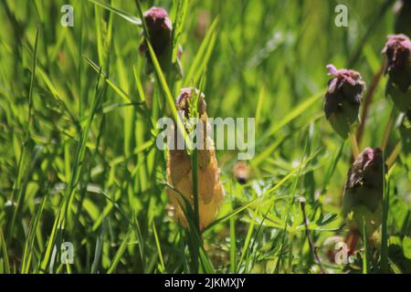 Un primo piano del prato fiorito con erba alta in primavera durante una mattinata di sole Foto Stock