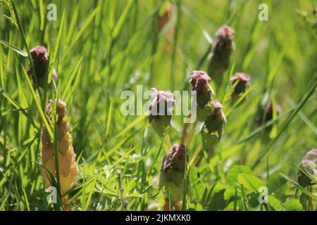 Un primo piano del prato fiorito con erba alta in primavera durante una mattinata di sole Foto Stock