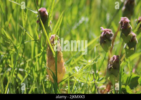 Un primo piano del prato fiorito con erba alta in primavera durante una mattinata di sole Foto Stock