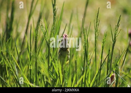 Un primo piano del prato fiorito con erba alta in primavera durante una mattinata di sole Foto Stock