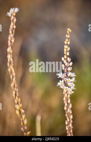 Un primo piano verticale di fiori di Drimia maritima che fioriscono su uno sfondo sfocato Foto Stock