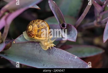 Una lumaca marrone del giardino (Cornu aspersum) su una foglia in un giardino a Sydney, NSW, Australia (Foto di Tara Chand Malhotra) Foto Stock