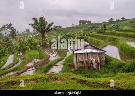 Campo di riso a Bali con capanna dei lavoratori - Jatiluwih, Bali, Indonesia Foto Stock