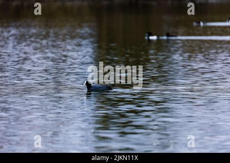 Un uccello a forma di cot solico che galleggia su un lago calmo con il suo riflesso sulla superficie Foto Stock