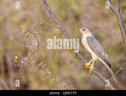 Ritratto di uno shikra seduto su un albero in foresta Foto Stock