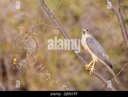 Un Shikra che si aggira su un albero in una foresta Foto Stock