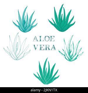 Aloe vera set disegnato a mano. Pianta medica isolata su sfondo bianco Illustrazione Vettoriale