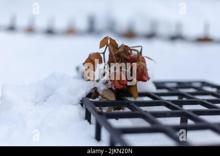 Un primo piano di una rosa appassita pizzicata in una neve su uno sfondo sfocato Foto Stock