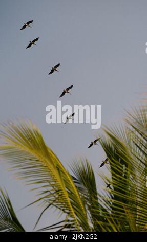 Un piccolo gregge di uccelli che volano nel cielo blu Foto Stock