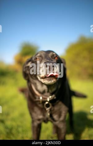 Un primo piano verticale di un cane Labrador Retriever nero che lecca la bocca in giardino Foto Stock