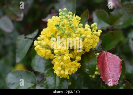 Un primo piano di un cespuglio di mahonia in fiore giallo Foto Stock