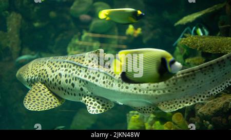 Un primo piano di un pesce angelo imperatore e uno squalo zebra in un acquario Foto Stock