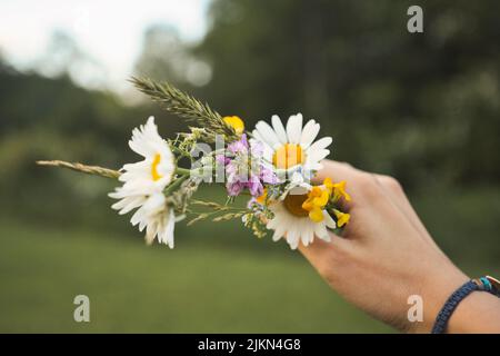 Un mazzo di margherite che si aggrappano a mano, mi dimenticano i not e altri fiori primaverili Foto Stock